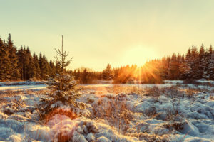 forest-winter-germany